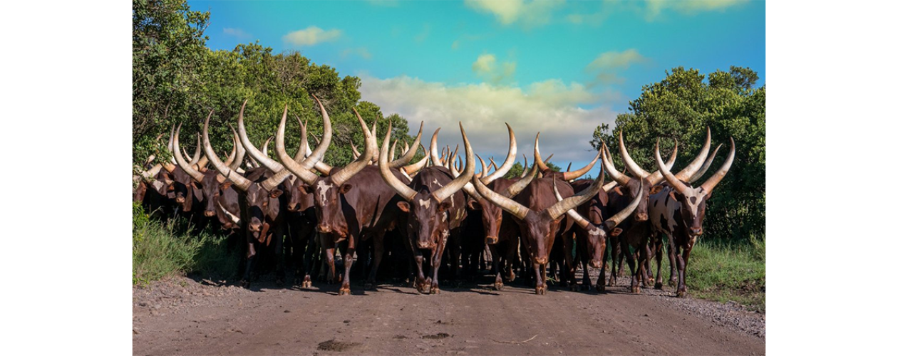 The Ankole Cow