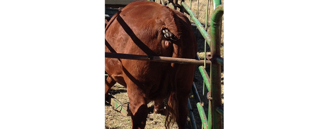 Calving Assistance Guidelines