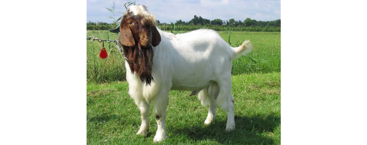 Tips: Select a Good Boer Buck
