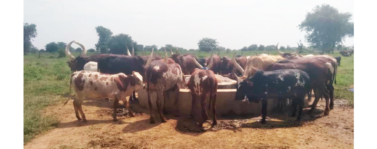 Importance of Water to Our Cattle