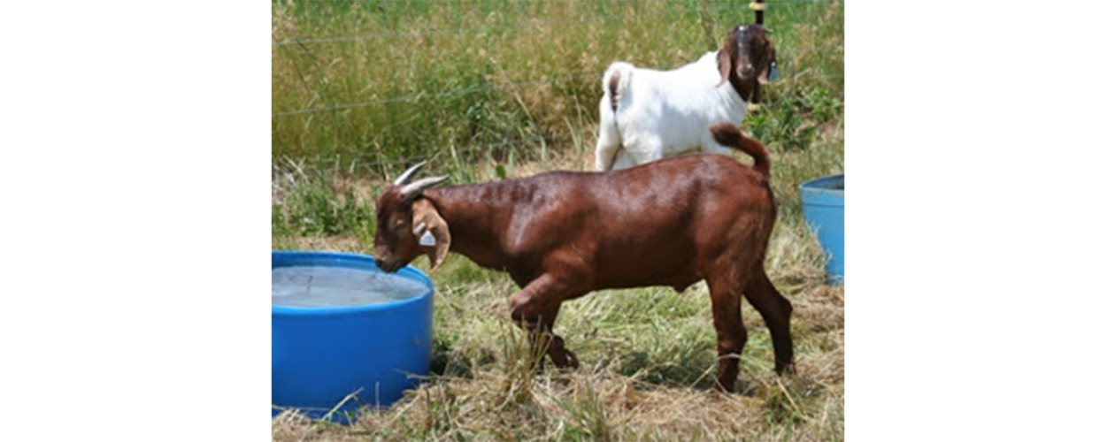 Why goats don&#8217;t drink water?