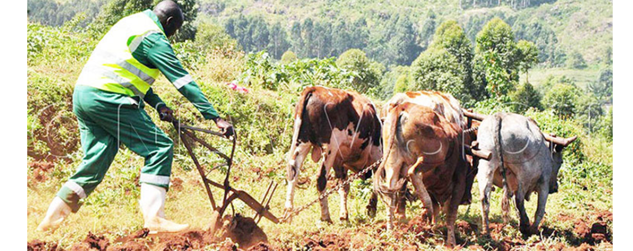 Farming entities in Lango look to NAGRC to turn around fortunes